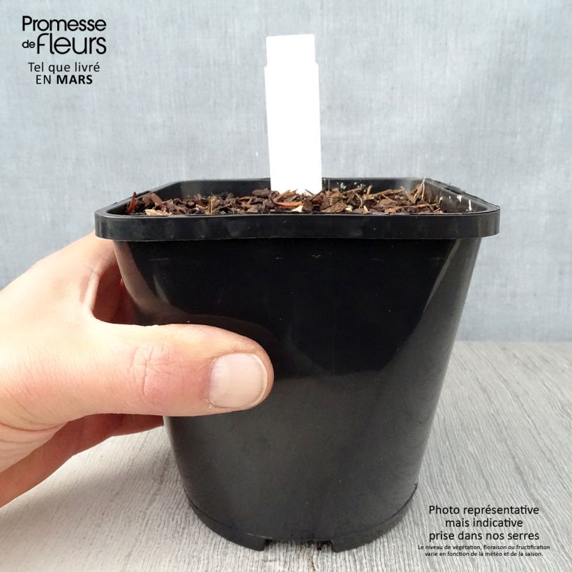 Hosta Waterslide Vaso da 1,5L/2L esemplare consegnato in primavera