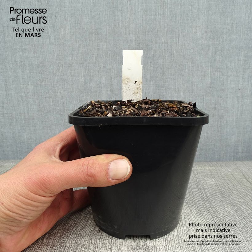 Hosta Wheee! Vaso da 1,5L/2L esemplare consegnato in inverno