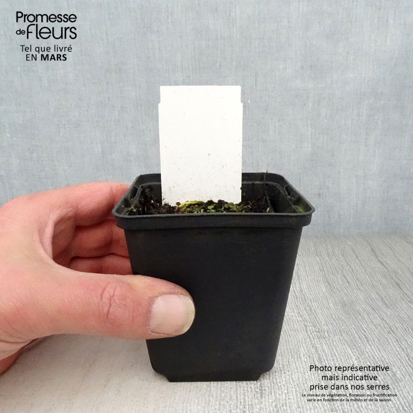 Hosta White On Vasetto da 8/9 cm esemplare consegnato in primavera