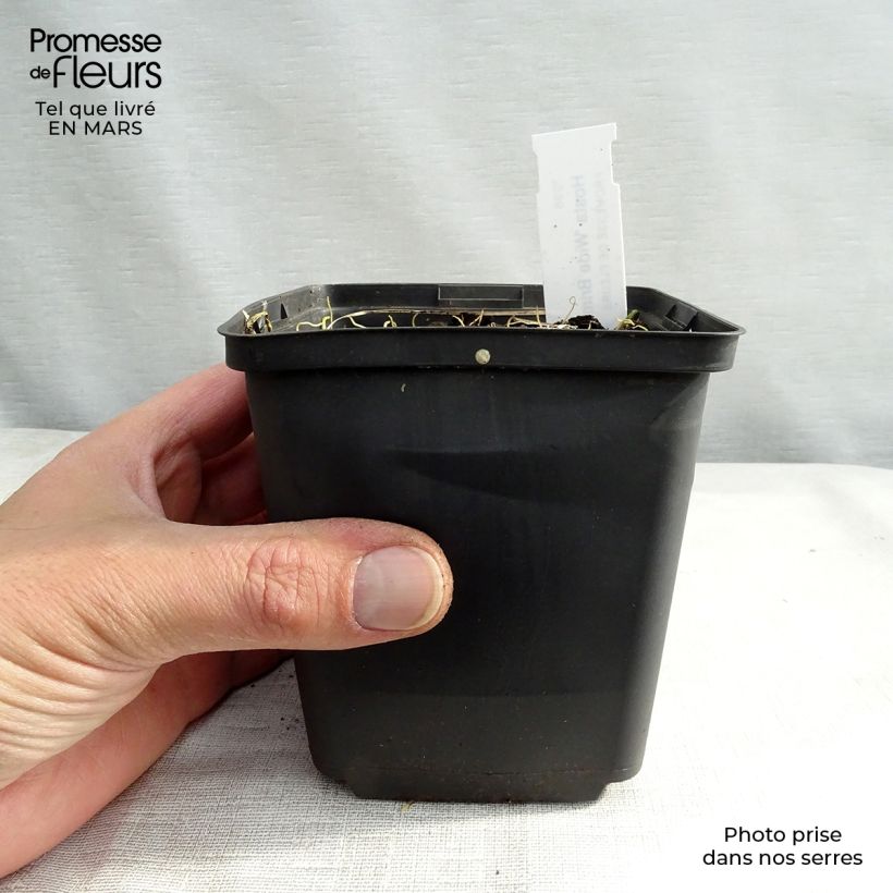 Hosta Wide Brim Vasetto da 8/9 cm esemplare consegnato in inverno