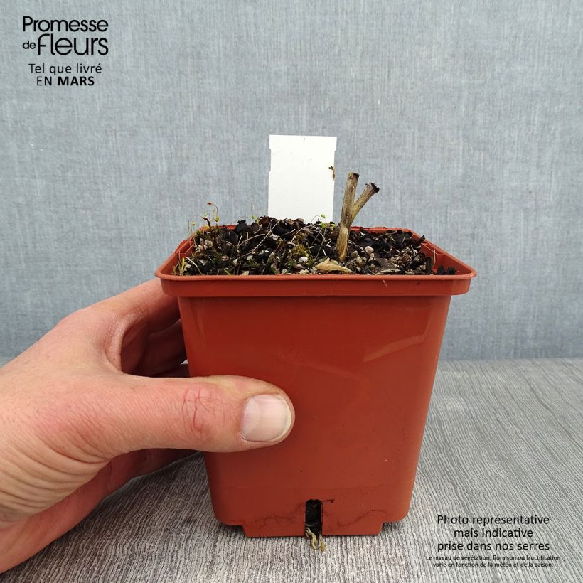 Hosta Winter Snow Vaso da 1L/1,5L esemplare consegnato in inverno