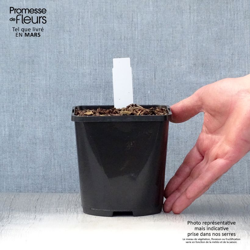 Hosta Wu-La-La Vaso da 1,5L/2L esemplare consegnato in primavera