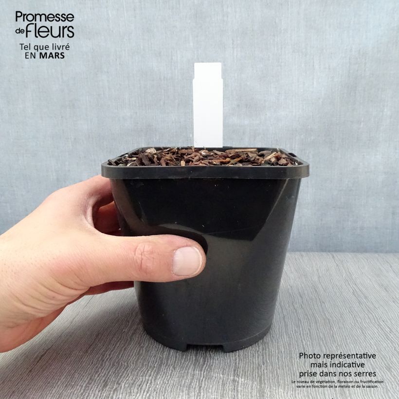 Hosta Yellow Polka Dot Bikini Vaso da 1,5L/2L esemplare consegnato in primavera