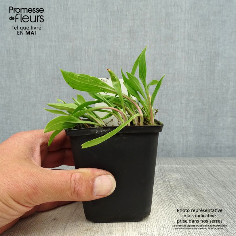 Hosta clausa var. normalis Vasetto da 8/9 cm esemplare consegnato in primavera