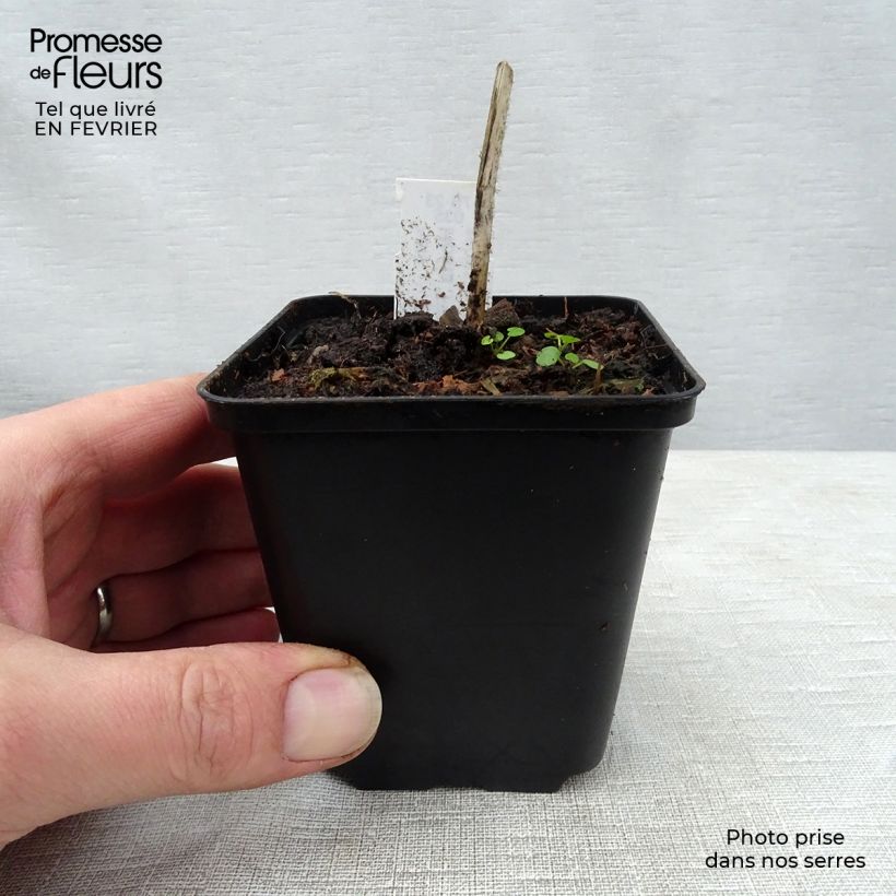 Hosta fire Island Vasetto da 8/9 cm esemplare consegnato in inverno