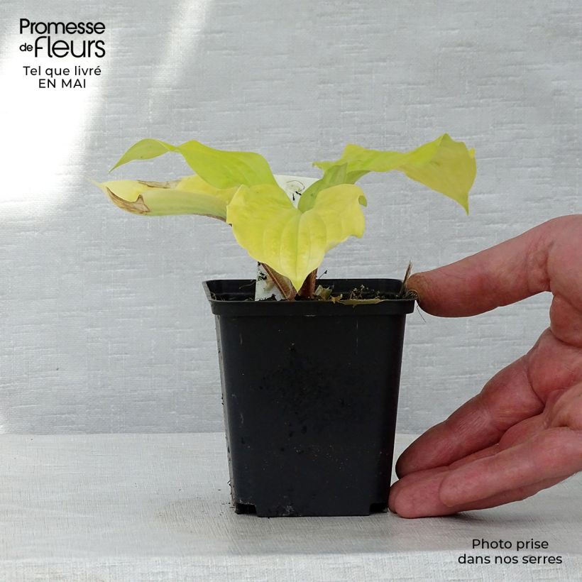 Hosta fire Island Vasetto da 8/9 cm esemplare consegnato in primavera