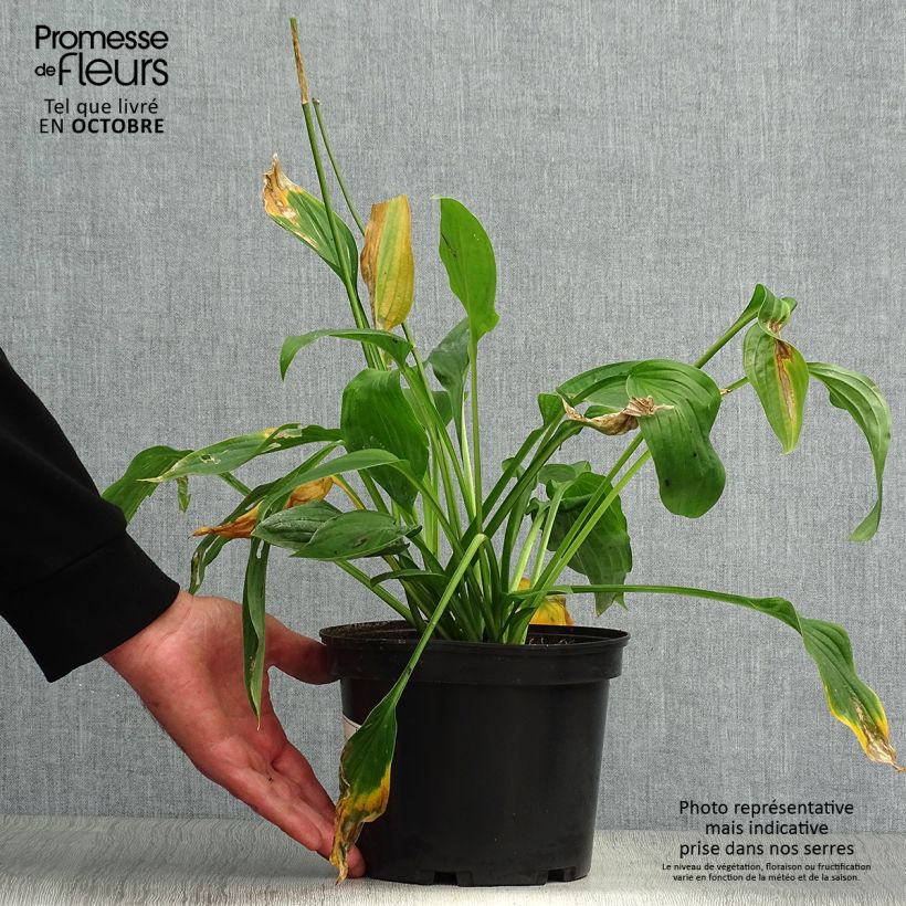 Esemplare di Hosta fortunei albopicta Vaso da 2L/3L come consegnato in autunno