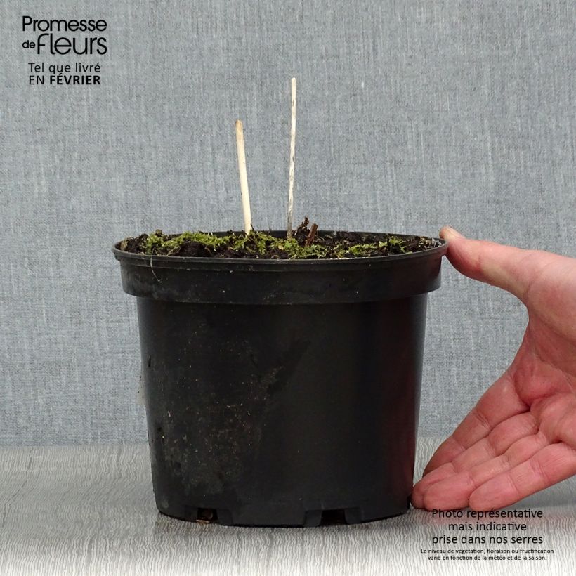 Hosta fortunei albopicta Vaso da 2L/3L esemplare consegnato in inverno