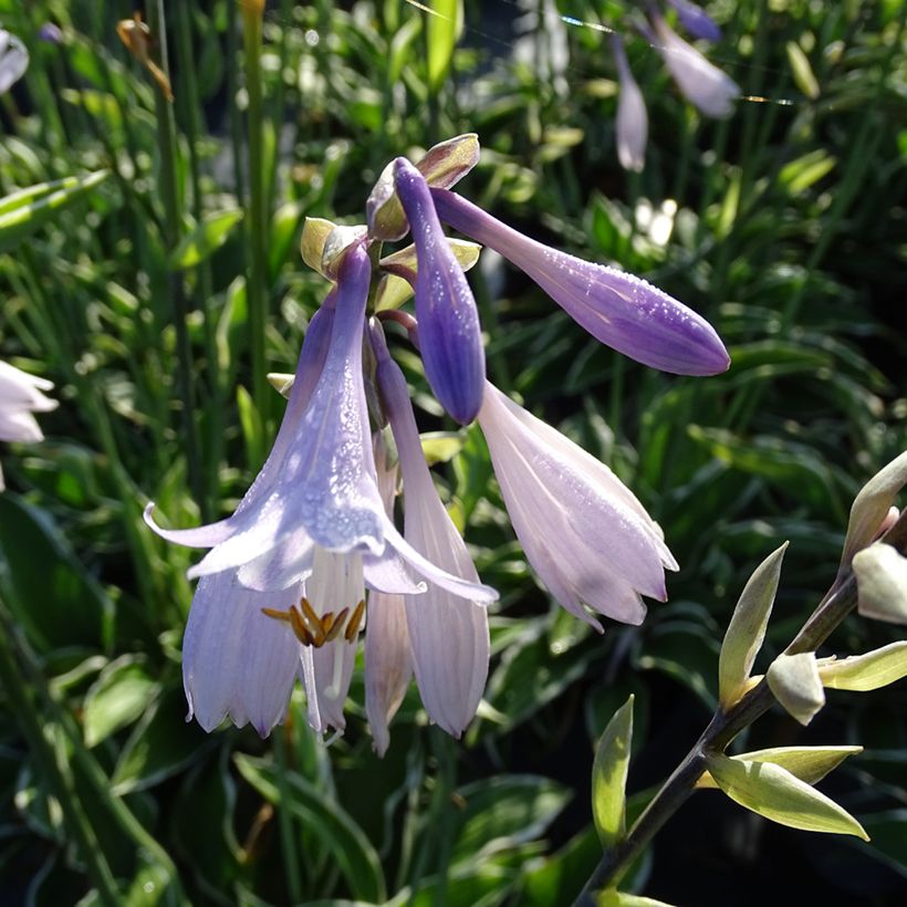 Hosta fortunei Francee (Fioritura)