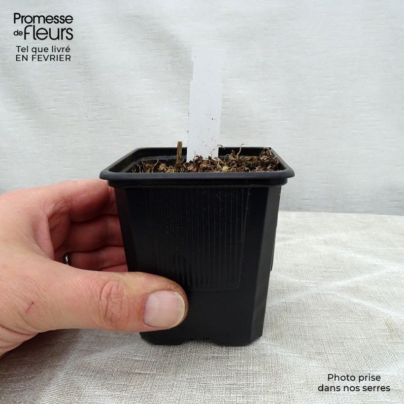 Hosta fortunei Gold Standard Vasetto da 8/9 cm esemplare consegnato in inverno