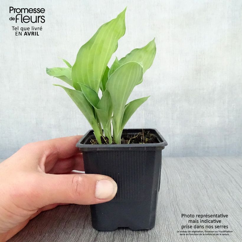 Hosta fortunei Gold Standard Vasetto da 8/9 cm esemplare consegnato in primavera
