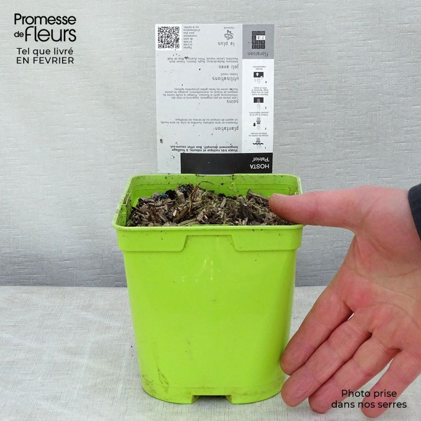 Hosta fortunei Patriot Vaso da 2L/3L esemplare consegnato in inverno