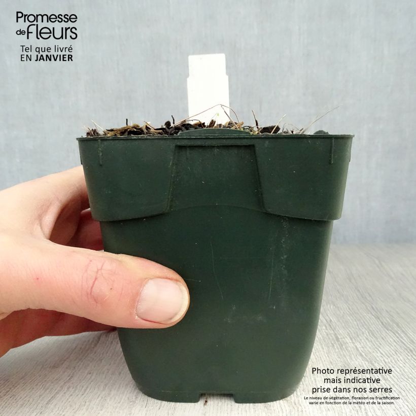 Hosta fortunei Twilight Vasetto da 8/9 cm esemplare consegnato in inverno