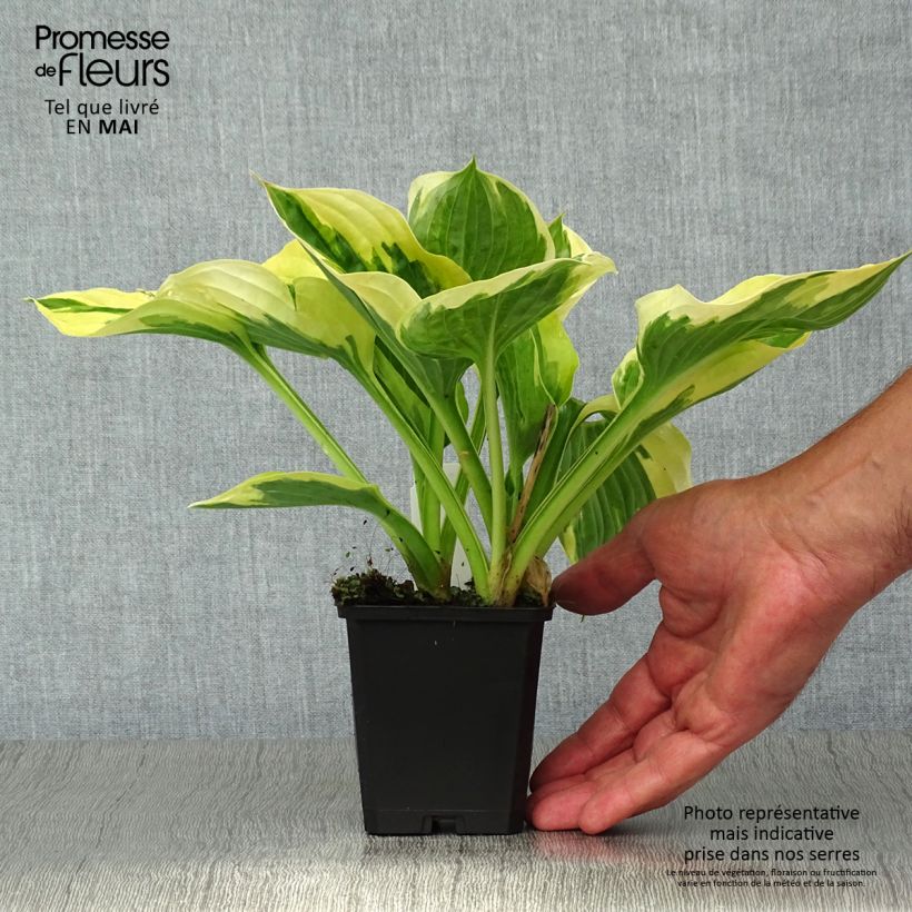 Hosta fortunei Twilight Vasetto da 8/9 cm esemplare consegnato in primavera