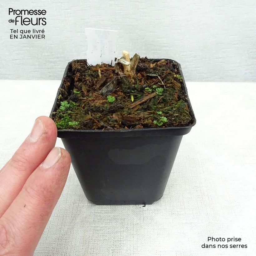 Hosta fortunei var. hyacinthina Vasetto da 8/9 cm esemplare consegnato in inverno