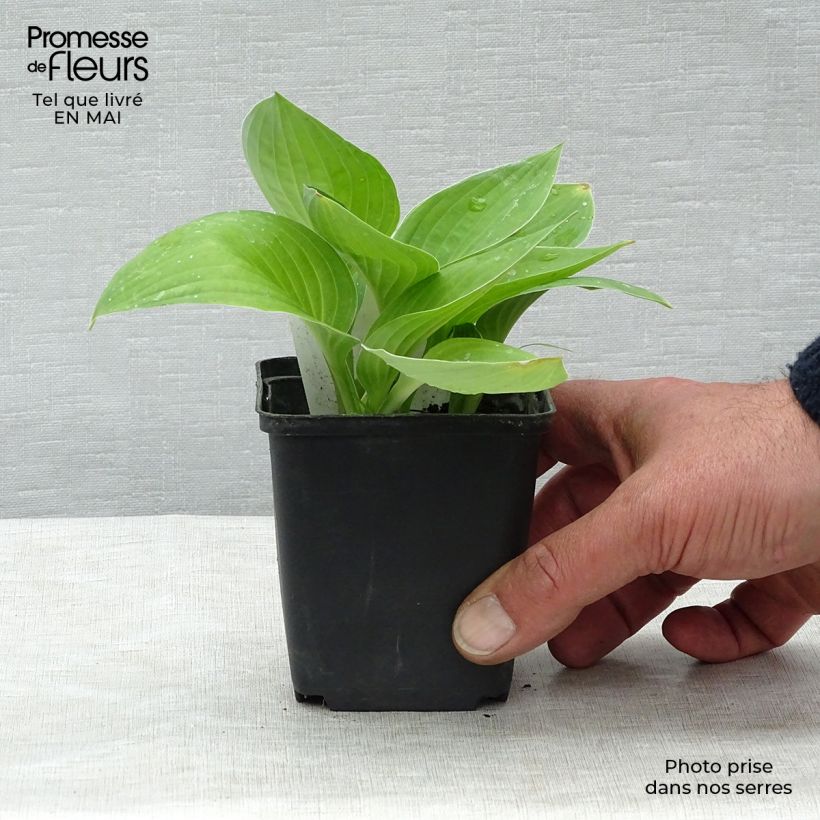 Hosta fortunei var. hyacinthina Vasetto da 8/9 cm esemplare consegnato in primavera