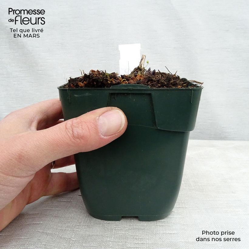 Hosta montana Yellow River Vasetto da 8/9 cm esemplare consegnato in inverno