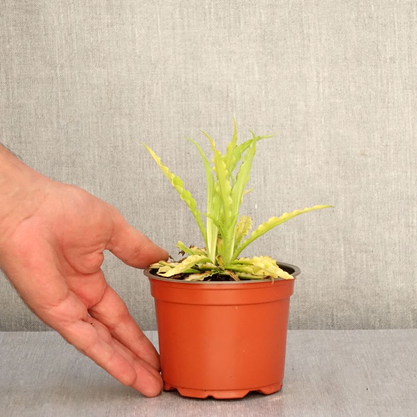 Esemplare di Hosta Party Streamers Vaso da Ø 12 cm / 13 cm come consegnato in autunno