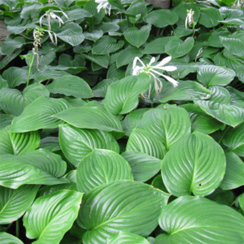 Hosta plantaginea Aphrodite - Giglio d'agosto (Fogliame)