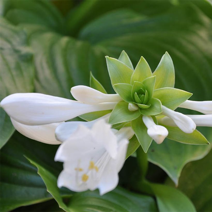 Hosta plantaginea Aphrodite - Giglio d'agosto (Fioritura)