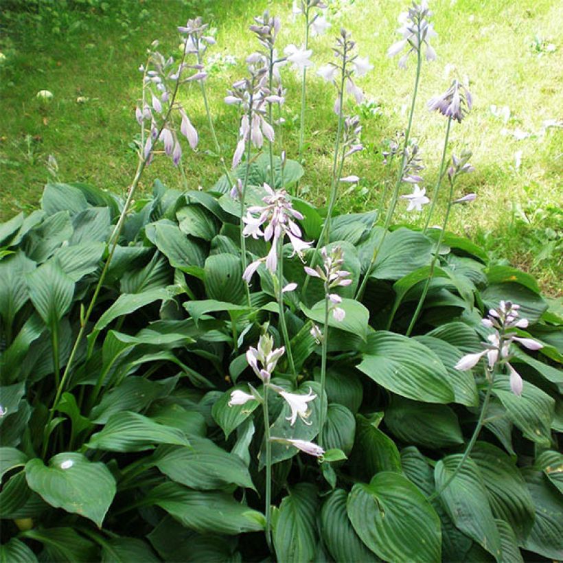 Hosta plantaginea Aphrodite - Giglio d'agosto (Porto)
