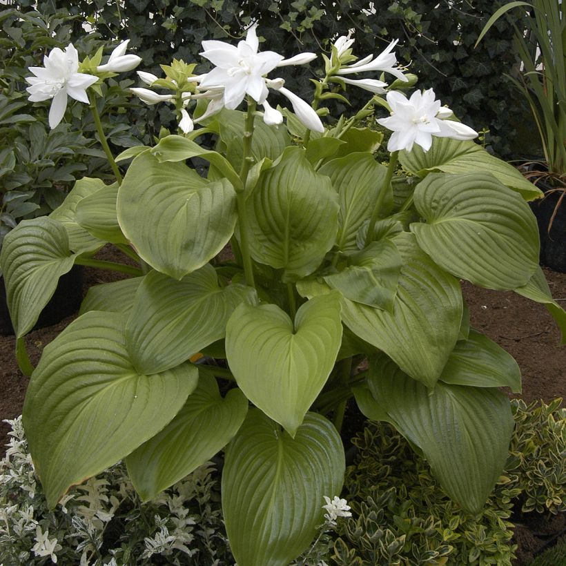 Hosta plantaginea Venus - Giglio d'agosto (Porto)