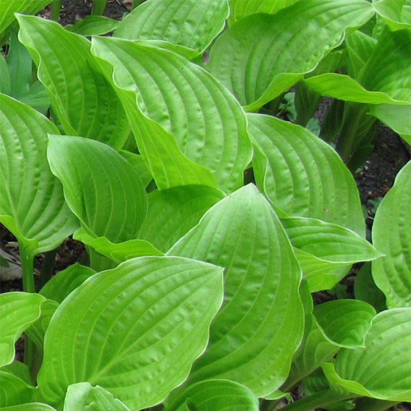 Hosta plantaginea var. japonica - Giglio d'agosto (Fogliame)