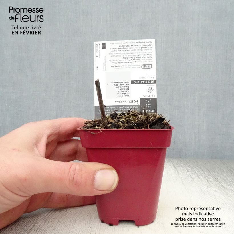 Hosta sieboldiana Vasetto da 8/9 cm esemplare consegnato in inverno