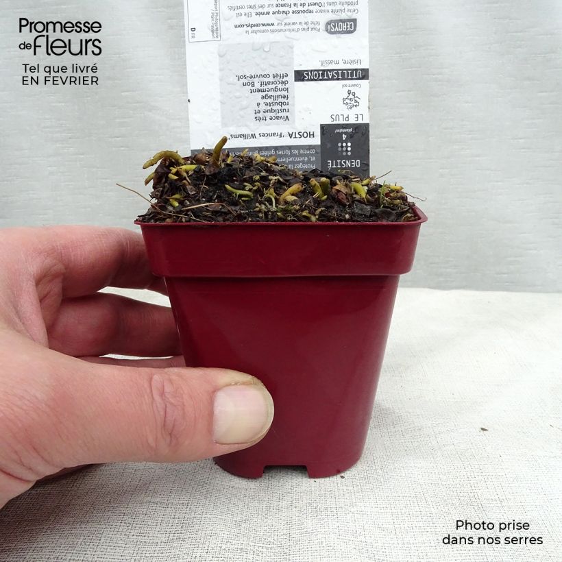 Hosta sieboldiana Frances williams Vasetto da 8/9 cm esemplare consegnato in inverno