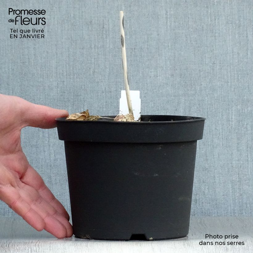 Hosta sieboldiana Frances williams Vaso da 2L/3L esemplare consegnato in inverno