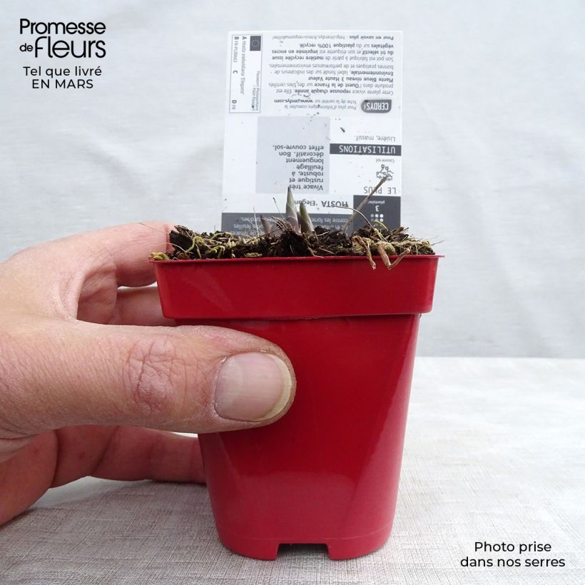 Hosta sieboldiana var. elegans Vasetto da 8/9 cm esemplare consegnato in primavera