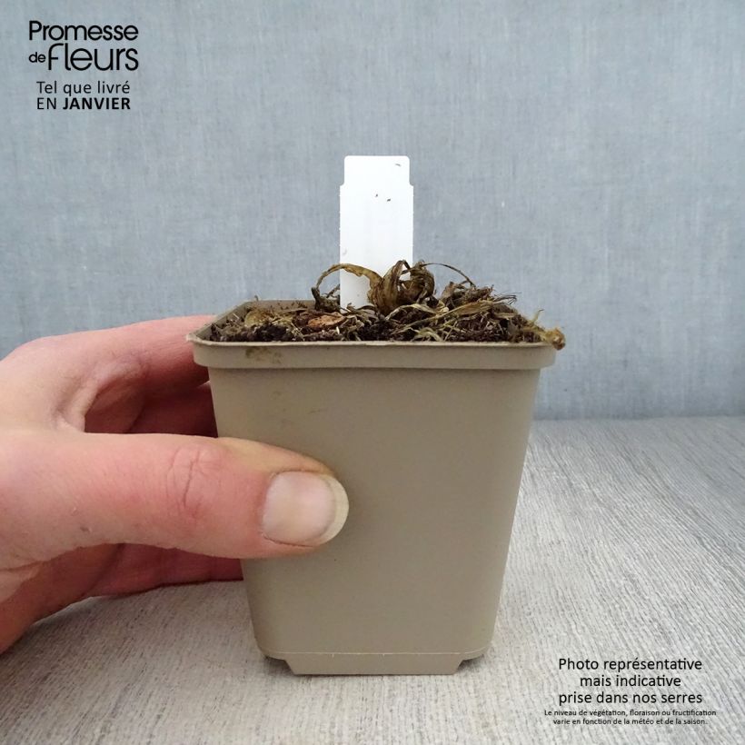 Hosta sieboldii Kabitan Vasetto da 8/9 cm esemplare consegnato in inverno