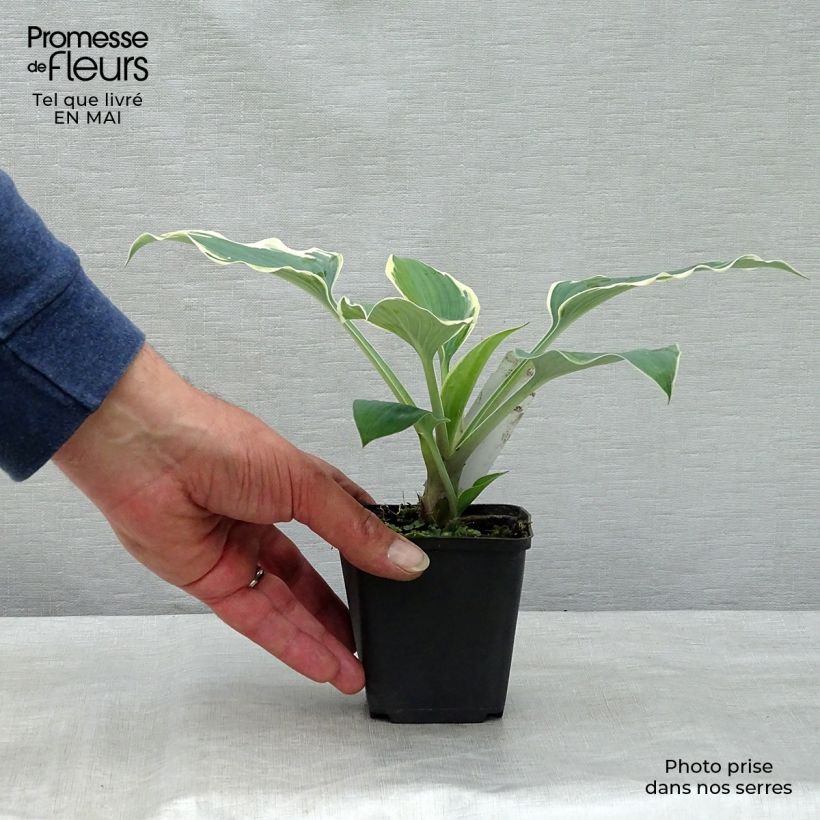 Hosta tardiana El Niño Vasetto da 8/9 cm esemplare consegnato in primavera