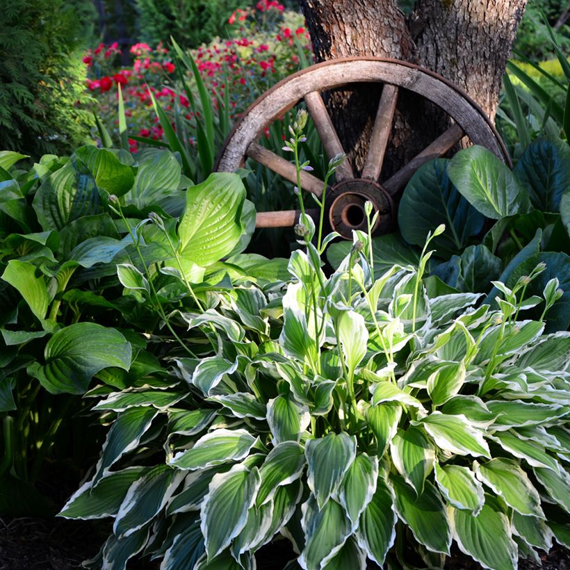 Hosta undulata albomarginata (Porto)