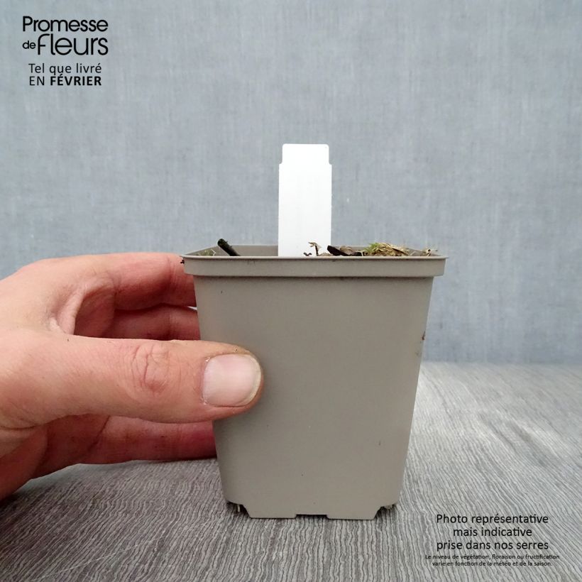 Hosta undulata Erromena Vasetto da 8/9 cm esemplare consegnato in inverno