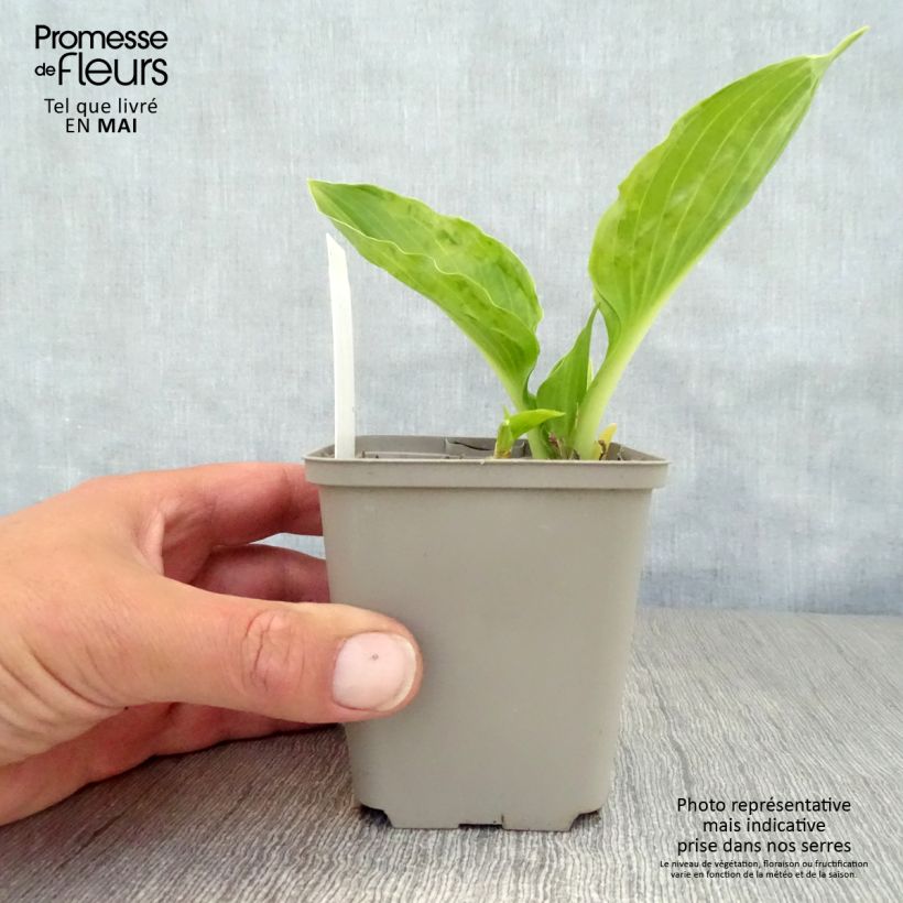 Hosta undulata Erromena Vasetto da 8/9 cm esemplare consegnato in primavera