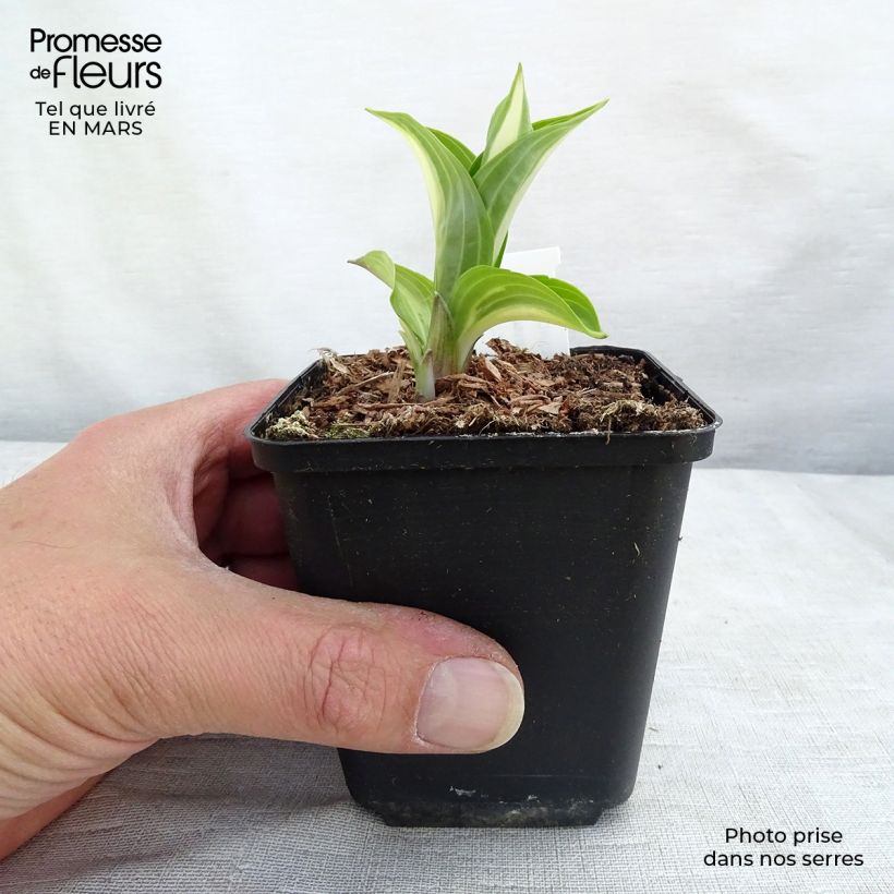 Hosta undulata Mediovariegata Vasetto da 8/9 cm esemplare consegnato in primavera