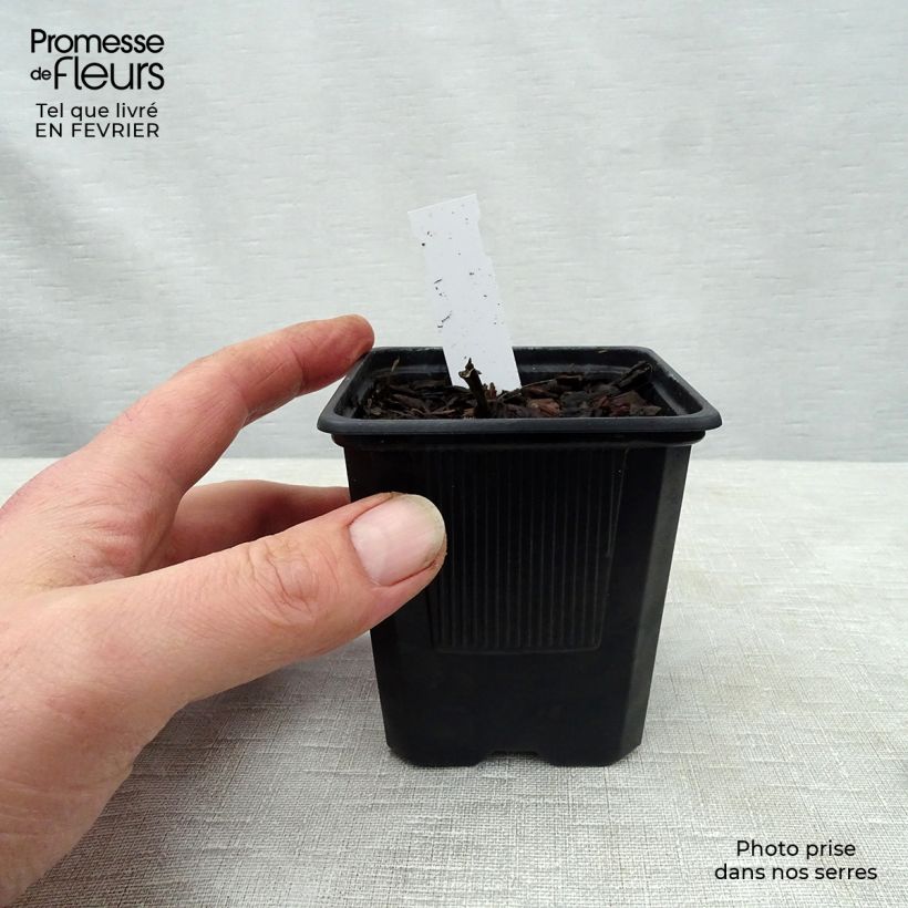 Hosta undulata albomarginata Vasetto da 8/9 cm esemplare consegnato in inverno