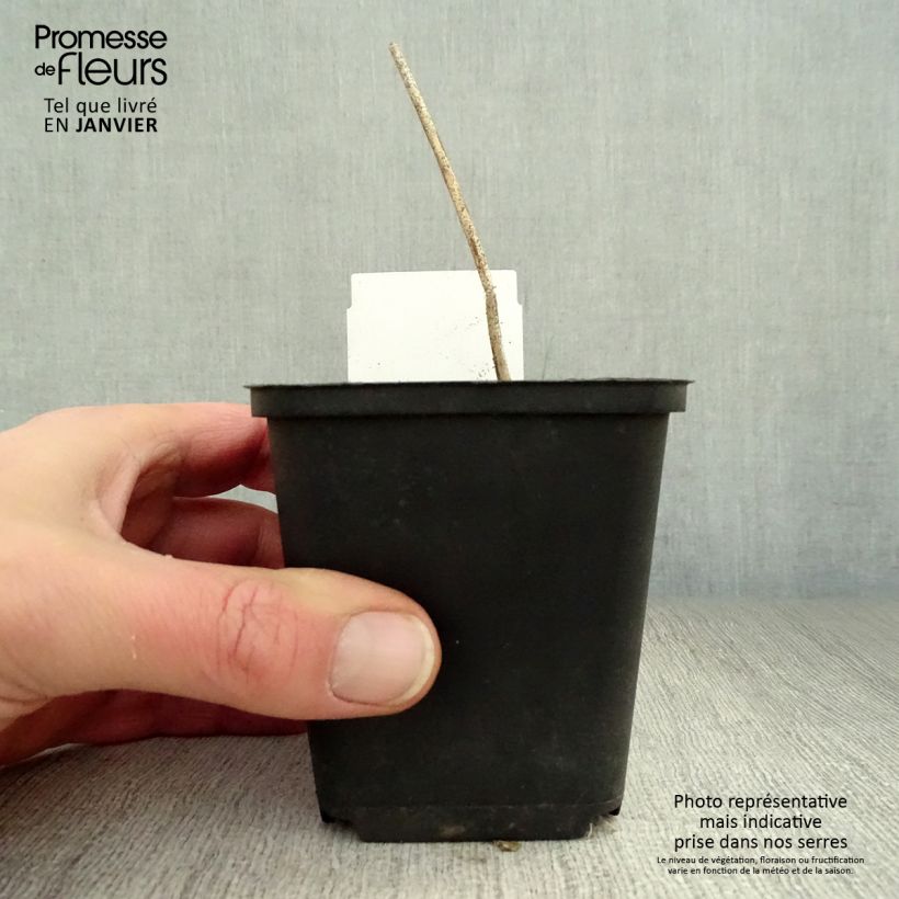 Hosta undulata var. univittata Vasetto da 8/9 cm esemplare consegnato in inverno