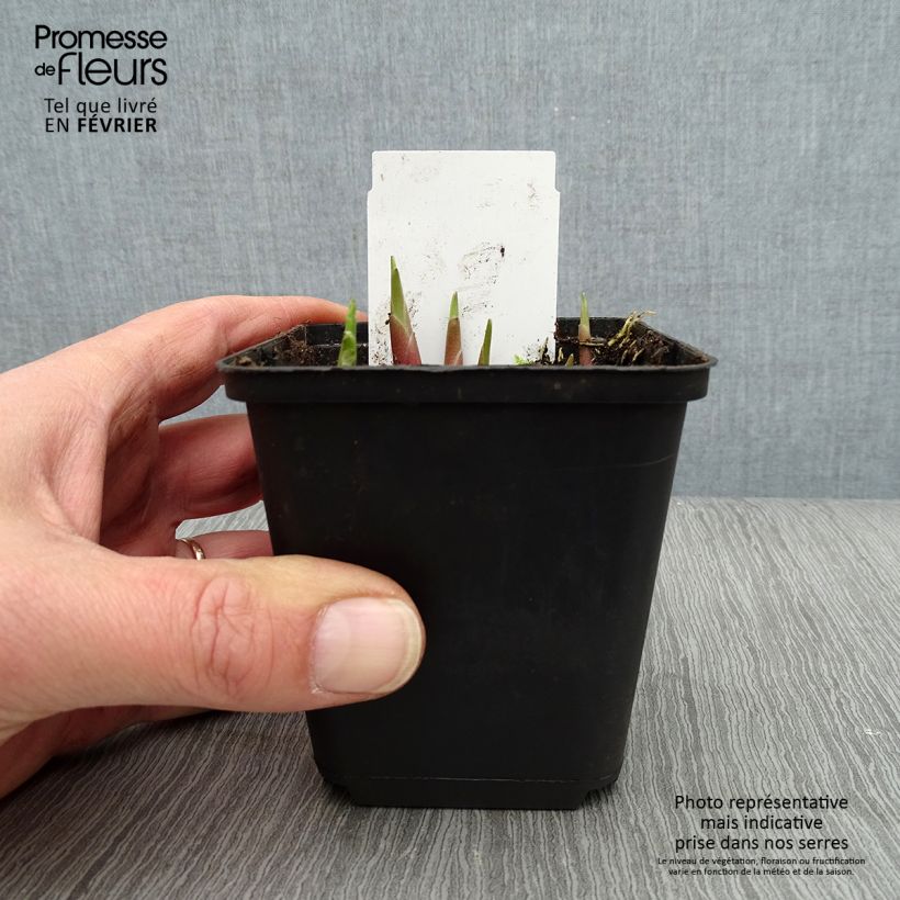 Hosta yellow splash rim Vasetto da 8/9 cm esemplare consegnato in inverno