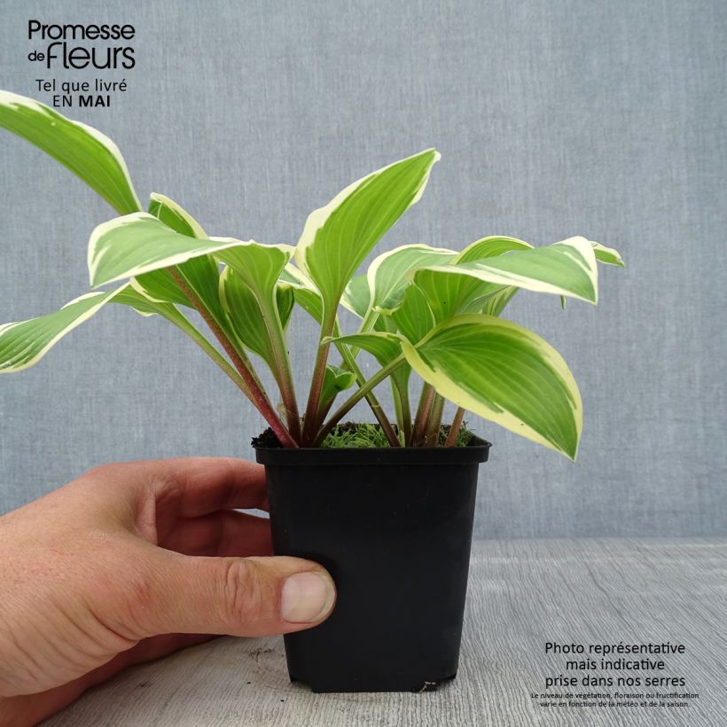 Hosta yellow splash rim Vasetto da 8/9 cm esemplare consegnato in primavera