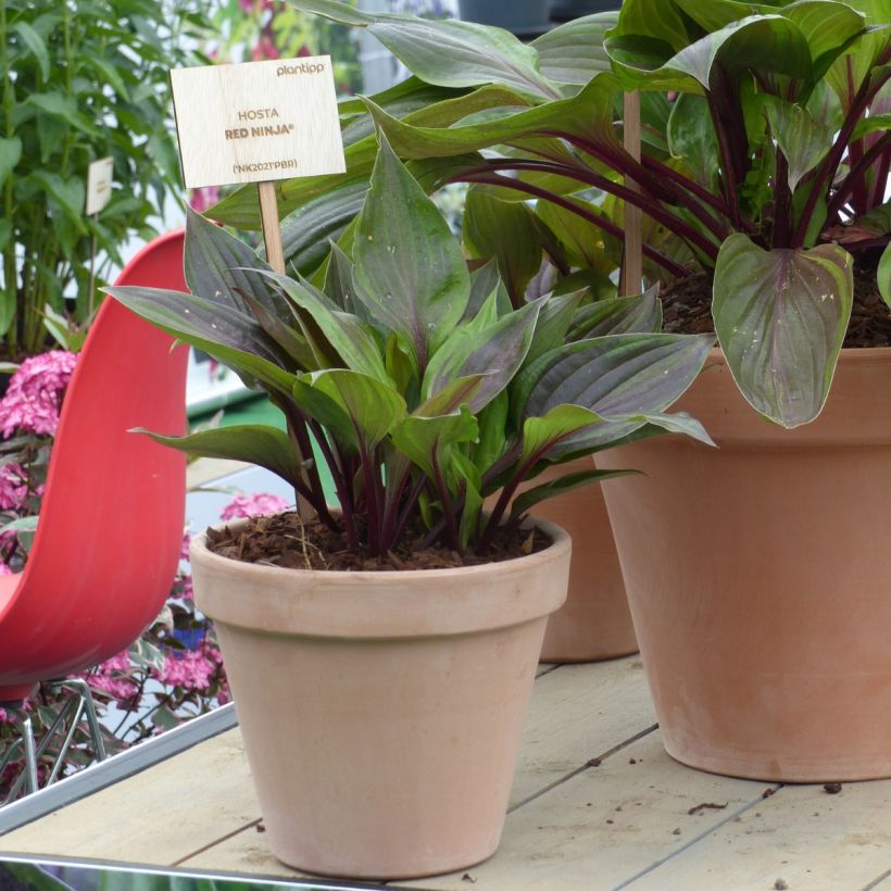 Hosta Red Ninja (Porto)