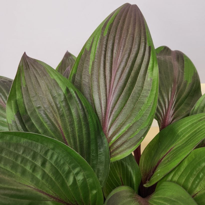 Hosta Red Ninja (Fogliame)