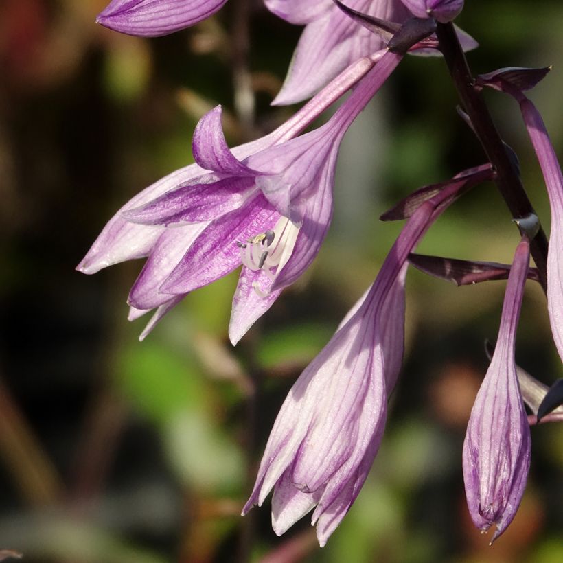 Hosta Red Ninja (Fioritura)