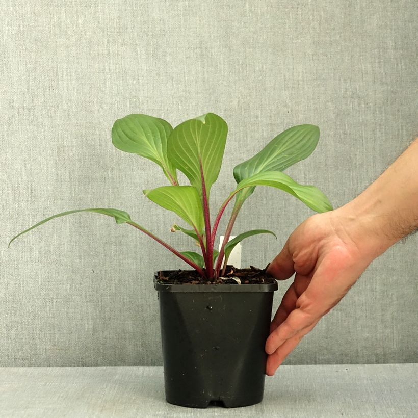 Esemplare di Hosta Red Ninja Vaso da 2L/3L consegnato in estate