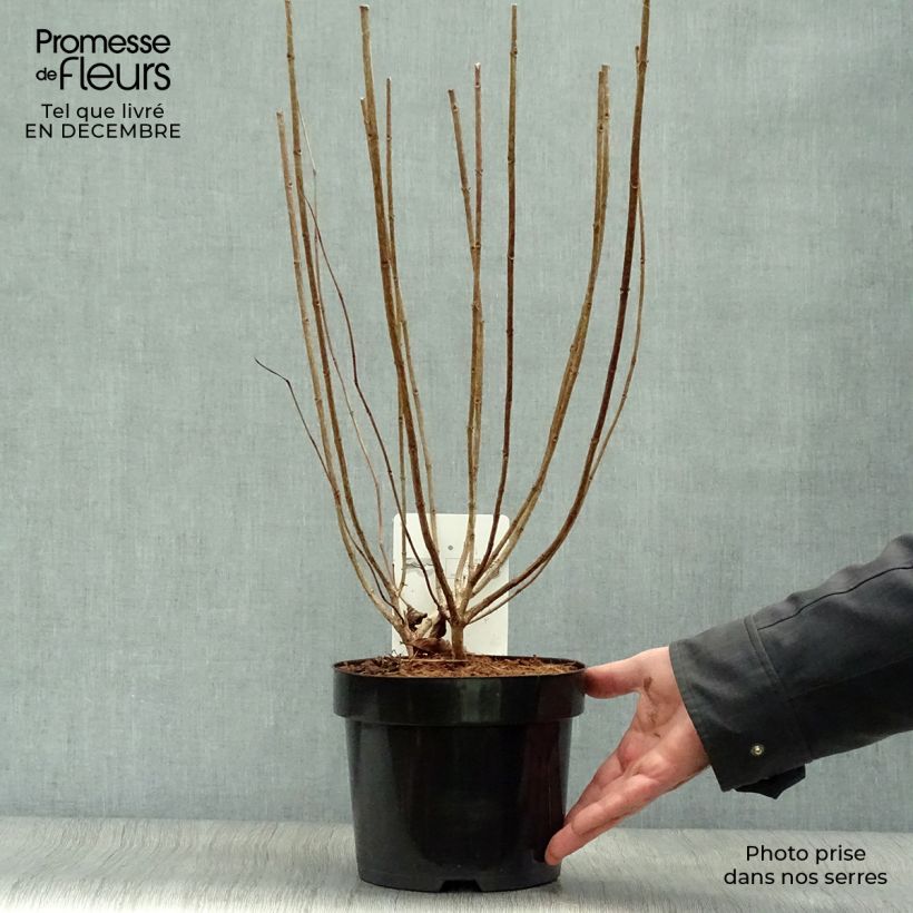 Hydrangea paniculata Limelight - Ortensia paniculata Vaso da 3L/4L esemplare consegnato in inverno