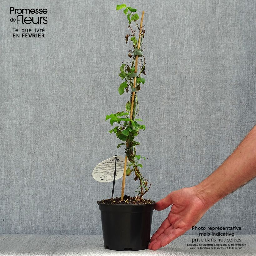 Esemplare di Luppolo Prima Donna - Humulus lupulus Vaso da 1,5L/2L come consegnato in autunno
