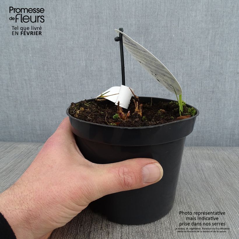 Luppolo Prima Donna - Humulus lupulus Vaso da 1,5L/2L esemplare consegnato in inverno