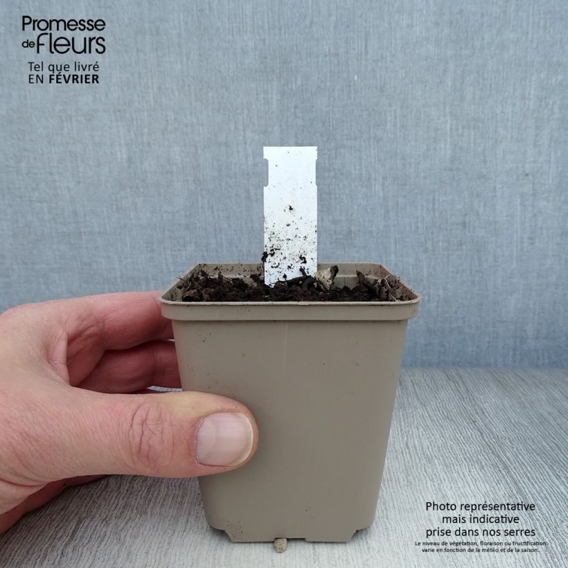 Luppolo - Humulus lupulus Vasetto da 8/9 cm esemplare consegnato in inverno