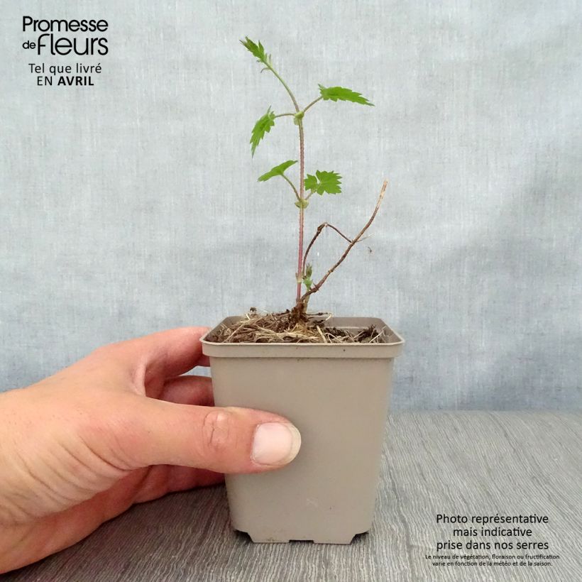 Luppolo - Humulus lupulus Vasetto da 8/9 cm esemplare consegnato in primavera